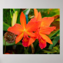 Recherche de orange posters Fleur