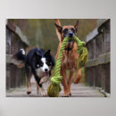 Recherche de berger belge posters Amoureux des chiens
