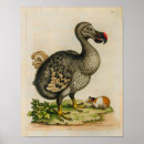 Recherche de dodo art Maurice