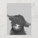 Recherche de vaches cartes postales Bétail