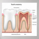 Recherche de anatomie de dents posters Dentaire