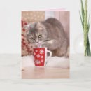 Recherche de chat gris vœux cartes Tabby