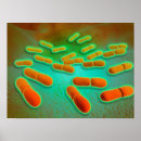 Recherche de de biochimie posters Protéine