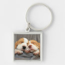 Recherche de beagles porteclés Chiot