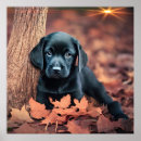 Recherche de marionnette posters Chiot