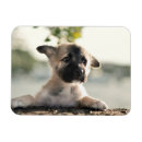 Recherche de allemands magnets Mignon