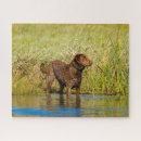 Recherche de chien de chasse puzzles Animaux domestiques