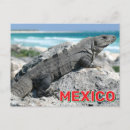 Recherche de iguane cartes postales Iguana