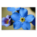 Recherche de myosotis art Bleu