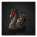 Recherche de cygne noir posters Faune