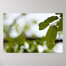 Recherche de feuille verte posters Extérieur