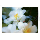 Recherche de camélia blanc cartes postales Nature