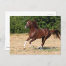 Recherche de champ de courses cartes postales Cheval