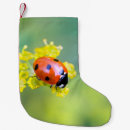Recherche de coccinelle chaussette de noël Insecte