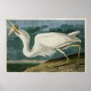 Recherche de grand héron blanc posters Audubon