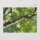 Recherche de olives noires cartes postales Vert