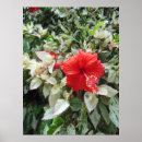 Recherche de de ketmie posters Botanique