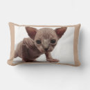 Recherche de chat de sphynx maison deco Chaton