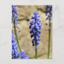 Recherche de jacinthe cartes postales Muscari