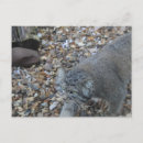 Recherche de zoo cartes postales Animal