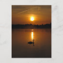 Recherche de swan cartes postales Coucher de soleil