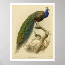Recherche de peacock posters Animal