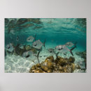 Recherche de ambergris posters Caraïbes