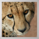 Recherche de copie de guépard posters Grand chat