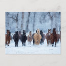 Recherche de troupeau de chevaux sauvages cartes postales Ferme