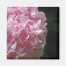 Recherche de hortensia magnets Flore
