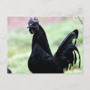 Recherche de coq noir cartes postales Oiseau