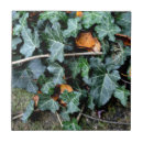 Recherche de lierre carreaux Plante
