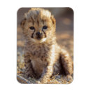 Recherche de âgé magnets Animal