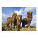 Recherche de poney shetland posters Mignon