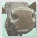 Recherche de bovin dessous de verres Animal de ferme