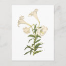 Recherche de lilium cartes postales Floral