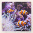 Recherche de clownfish dessous de verres Poissons