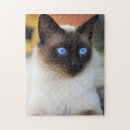 Recherche de chaton siamois puzzles Animal