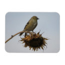 Recherche de pointe magnets Mère