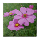 Recherche de cosmos carreaux Rose