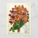 Recherche de orchidées de cattleya cartes postales Botanique