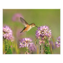 Recherche de petit colibri art Mignon