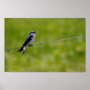 Recherche de hirondelle posters Printemps