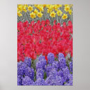 Recherche de keukenhof holland posters Fleurs