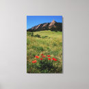 Recherche de toile de pavot Bleu