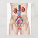 Recherche de vaisseaux sanguins cartes postales Anatomie