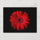 Recherche de flowers cartes postales Plant