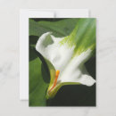 Recherche de calla lilly cartes postales Floral