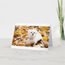Recherche de tulears cartes postales Coton de tulear