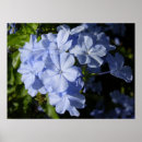 Recherche de hawaiian posters Fleurs